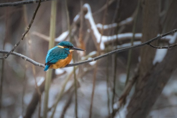 Word of the day: “Eisvogel” - German for kingfisher, literally “ice-bird”; in Russian Зимородок, lit. “winter-born”