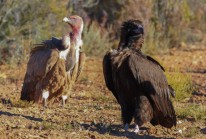 The vultures of Spain, however, skirt around the Portuguese border with uncanny accuracy.…
