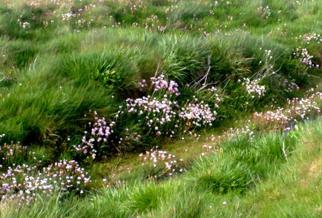 Thrift at Hayle Estuary - May 2009
