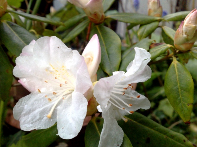 Beautiful white rhododendron
