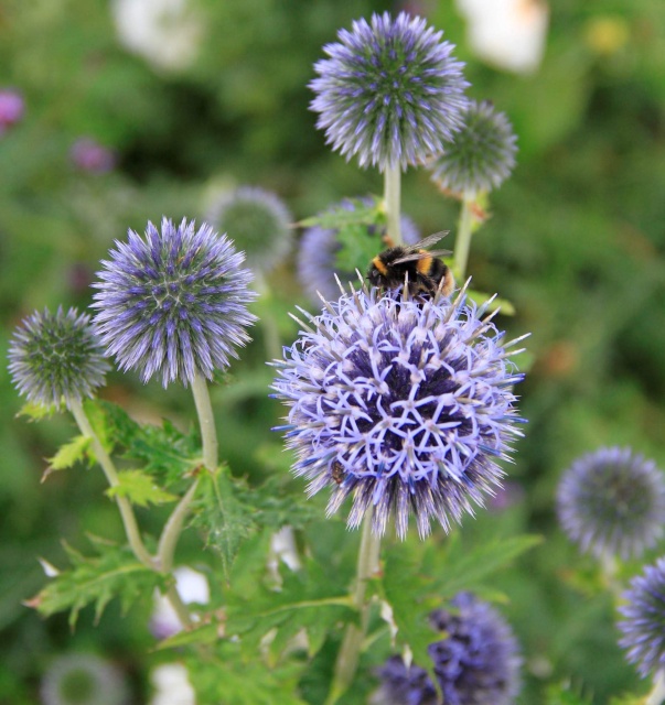 Bees and Echinops