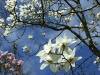 Marvellous Magnolias