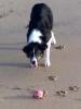 Sandy Astra stalking that ball...