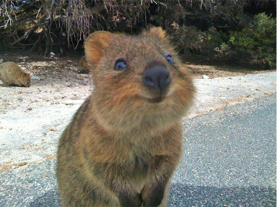 Quokka's - the happiest animal in the world?