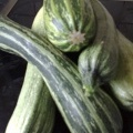 Courgette harvesting.